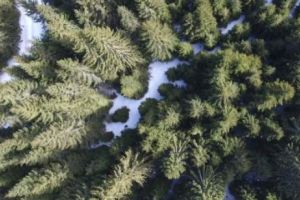 Pădurile dacice de fag de la Câmpuşel nu mai pot fi tăiate. A fost semnat actul prin care devin zonă protejată