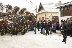 Ridicatul brazilor, obicei al cetelor de feciori din Dumbrăviţa