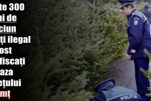 Peste 300 pomi de Crăciun tăiaţi ilegal au fost confiscaţi pe raza judeţului Neamţ