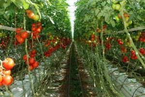 Programul de sprijin pentru tomate continuă şi în 2018