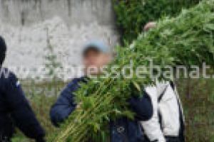 Mai puţin de 24 de ore de arest preventiv, mult prea mult pentru proprietarul celei mai mari plantaţii de cannabis din România!