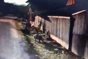 VIDEO ȘTIREA TA: Locuitorii din Ohaba au ajuns la capătul răbdării. Animalele domestice, lăsate la voia întâmplării prin sat, sunt un real disconfort pentru oameni şi cauzează distrugeri