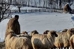 MĂCELpe calea ferată. 100 de MIOARE ROMÂNEȘTI, UCISE de TRENUL DE BUDAPESTA