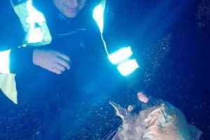 ȘOFER dat în URMĂRIRE de POLIȚIE după un GEST ORIBIL