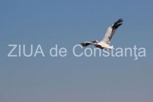 Experientele si interpretarea lor