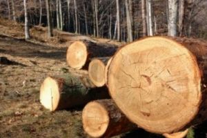 Semenic, cea mai prost manageriată arie protejată din România