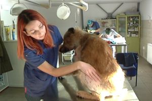 Act de cruzime faţă de un câine, la Hanu Conachi