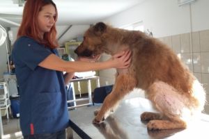 ȘOCANT! Un câine împuşcat cu zeci de alice, salvat de medici