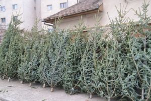 Amendă usturătoare pentru un comerciant de pomi de Crăciun