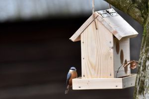 FOTO Hrănitoare speciale pentru păsările rămase peste iarnă în Muzeul în Aer Liber