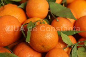 Clementinele, sursa de calciu pentru cresterea si mentinerea oaselor