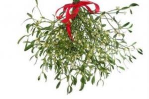 Vâscul – nu doar un simbol, ci un remediu dovedit