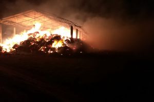 Date noi despre incendiul izbucnit, ieri seara, la herghelia din Mangalia. Ce spune Constantin Ancuta