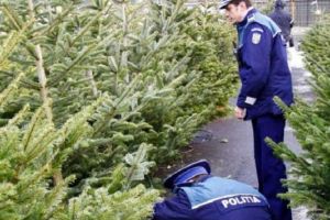 Bilanţul activităţilor ilicite cu Pomi de Crăciun