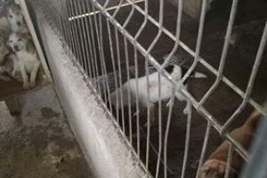 FOTO. Furia iubitorilor de animale: Câinii mor pe capete la Dara. E strigător la cer!