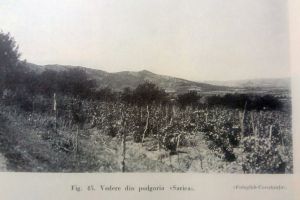 #citesteDobrogea: Cum s-au vandut primele terenuri in Dobrogea. Lucrari din Biblioteca Virtuala ZIUA de Constanta