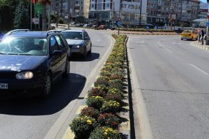 Crizantemele din centrul Sucevei, smulse după ploile de duminică