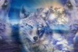 Haita de lupi nu poate fi tratată cu diplomaţie!