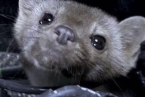 ȘOARECII MAFIOȚI. Micile rozătoare, VINOVATE de INCENDIEREA maşinii unei JURNALISTE. Caz controversat în Parlament