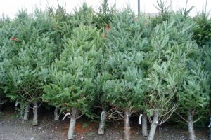 Mii de brazi de Craciun confiscati de politisti in trei zile. Au fost aplicate amenzi de aproximativ 1,5 milioane de euro