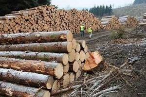 Peste 130 de metri cubi de lemn, confiscaţi în timpul unei acţiuni a poliţiei