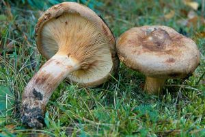 Trei copii şi un adult, internaţi în Spitalul de Urgenţă Suceava după ce s-au intoxicat ...