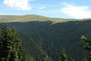 Mafia pădurilor din Vâlcea, destructurată?! Ani grei de puşcărie pentru partenerii Holzindustrie Schweighofer