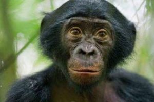 VERIGA LIPSĂ. Maimuţoii Bonobo, din Congo, verişorii buni ai omului (FOTO)