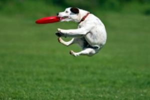 In Baia Mare s-ar putea infiinta un cimitir de animale de companie