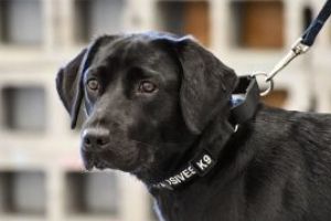 Cainii speriati de artificii nu trebuie ignorati, sfatuiesc expertii in comportamentul animalelor