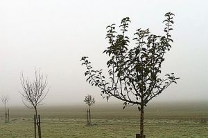 AFIR pune la bătaie 85 de milioane de euro pentru înfiinţarea de noi livezi