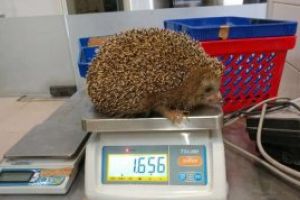 Un arici corpolent, pus la dieta de o gradina zoologica din Israel