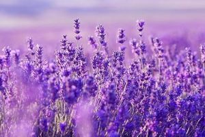 Cele mai profitabile culturi agricole pentru anul 2018!