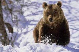 Cioban atacat de urs în ultima zi a anului 2017