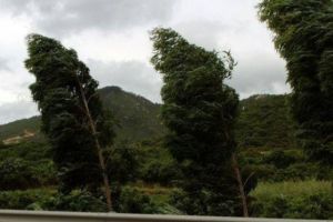 COD GALBEN de vânt puternic