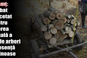 Neamţ: Bărbat cercetat pentru tăierea ilegală a 29 de arbori de esenţă răşinoase