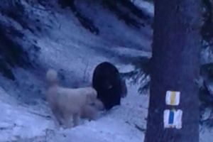 AJandarmii montani, în alertă. Un urs a fost văzut în zona Cabanei Postăvarul şi pe pârtia Drumul Roşu