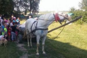 BOTOŞANI. Armăsar “înaripat” dispărut de la o pensiune