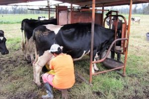 Se plătesc ajutoarele excepţionale pentru lapte!