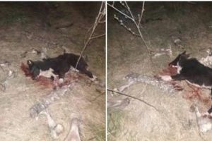 CRUZIME FĂRĂ MARGINI! A împuşcat ZECI DE CÂINI cu PUȘCA de vânătoare