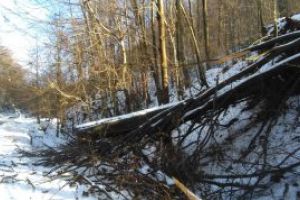 Copacii rupti de furtuna din septembrie, lasati sa putrezeasca