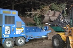 Brazii de Crăciun, transformaţi în îngrăşământ pentru plante