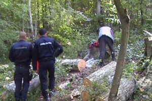 Doi prahoveni, prinsi in flagrant de politisti în timp ce tăiau arbori nemarcaţi
