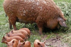 Porci gratis pentru argeşeni