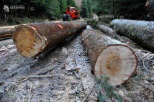 Exporturile, în creştere considerabilă; lemnul, confecţiile şi piesele auto în topul exporturilor