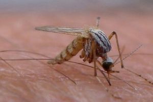 Omul care creşte larve sub pielea sa