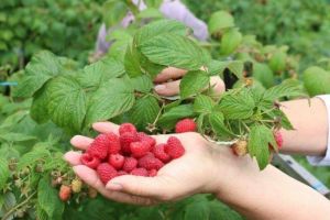 300 LOCURI DE MUNCĂ ÎN DOMENIUL AGRICOL (RECOLTARE ZMEURĂ) ÎN PORTUGALIA PRIN INTERMEDIUL REŢELEI EURES