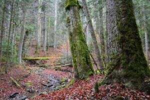 Romsilva: 15.451 de hectare impadurite si 33 de milioane de puieti plantati, in 2017