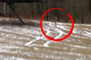 Românul care a filmat un extraterestru: „S-a întâmplat acum câteva minute, în apropiere de Municipiului Târgovişte!!! Aceasta nu este vreo glumă, vreo făcătură, vreun trucaj! Oameni buni, încă îmi tremură mâinile din cauza emoţiei. Este filmat cu telefonu