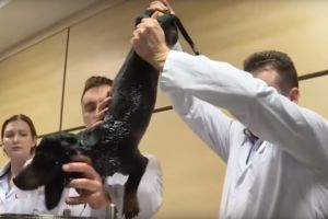 VIDEO – Experiment în Rusia. Un câine respiră sub apă (IMAGINI cu impact EMOȚIONAL)